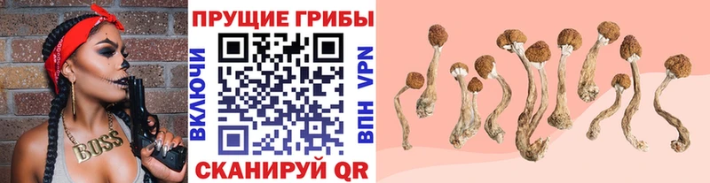 купить   Староминская  Галлюциногенные грибы мицелий 